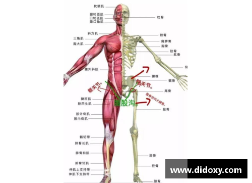 德信体育官网腹股沟疝球员的治疗与预防措施 - 副本